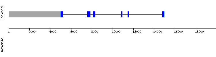 gene structure
