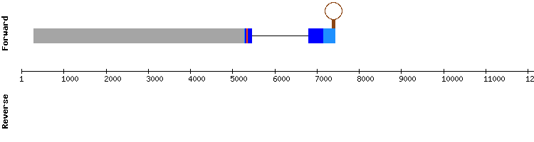 gene structure