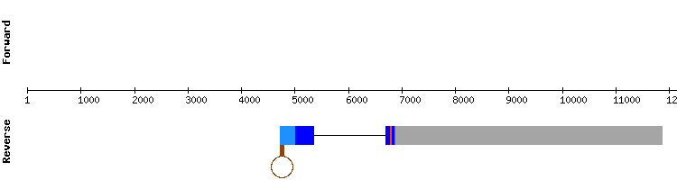 gene structure