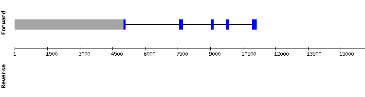 gene structure