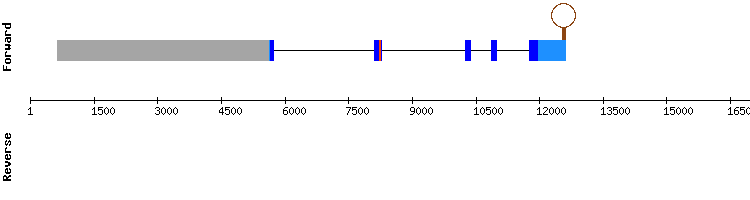 gene structure