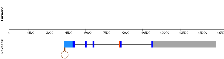 gene structure