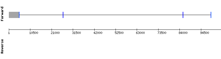 gene structure