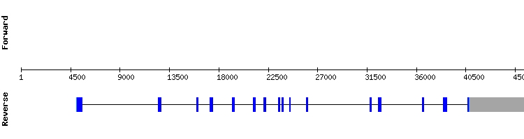 gene structure
