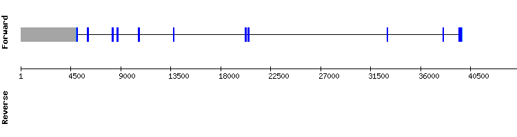 gene structure