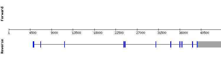 gene structure