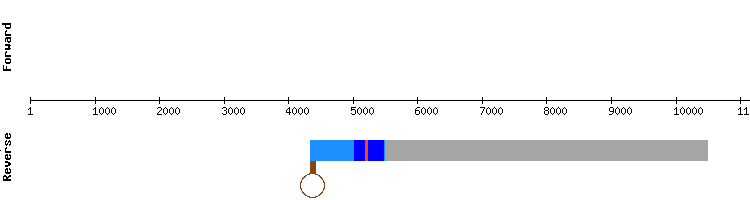 gene structure