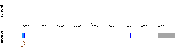 gene structure