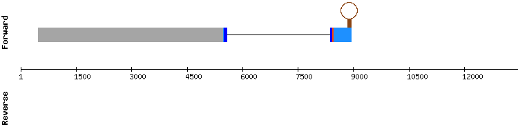 gene structure