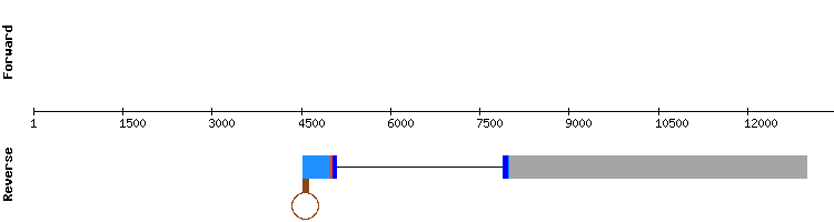 gene structure