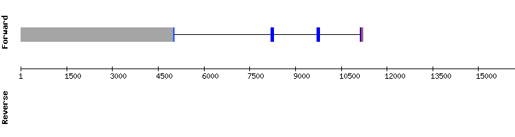 gene structure