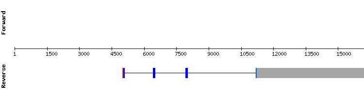 gene structure