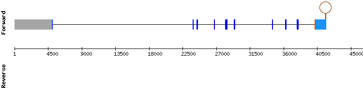 gene structure