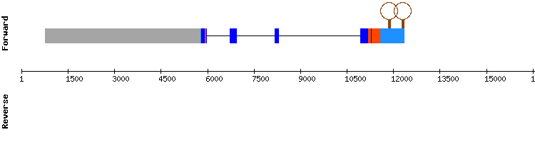 gene structure
