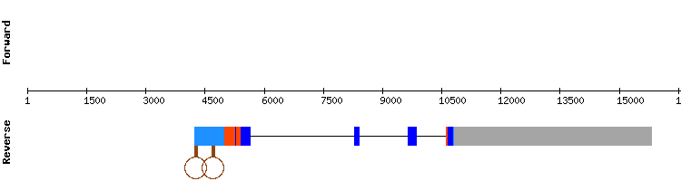 gene structure