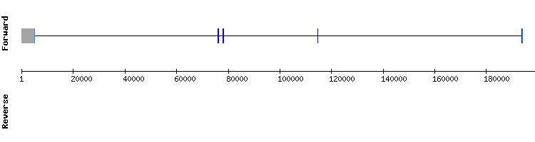 gene structure