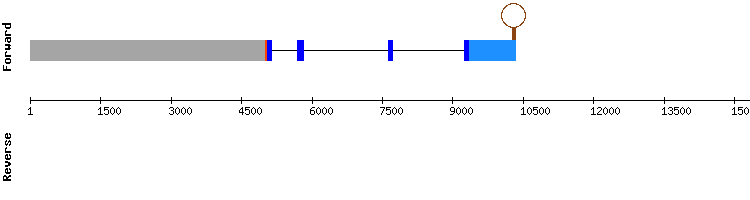 gene structure