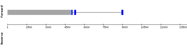 gene structure