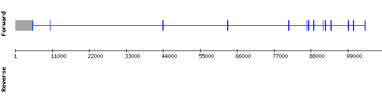 gene structure
