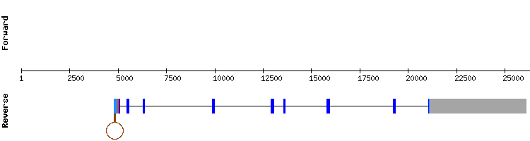 gene structure