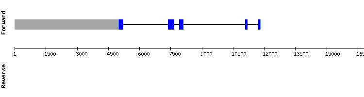 gene structure