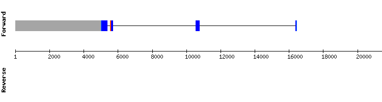 gene structure