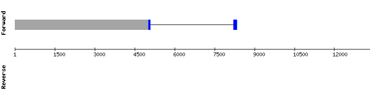 gene structure