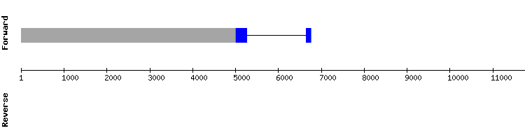 gene structure