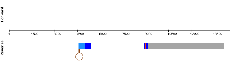 gene structure