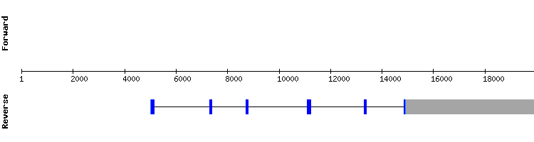 gene structure