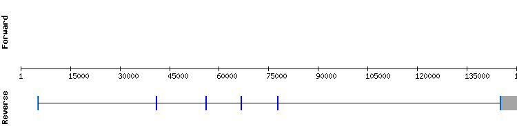 gene structure