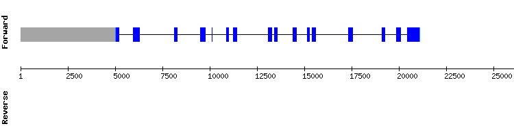 gene structure