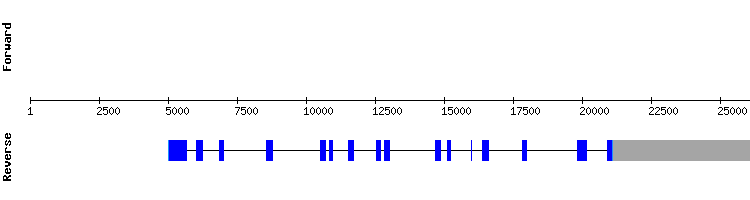 gene structure