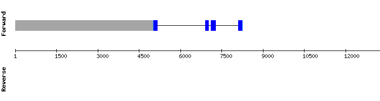 gene structure