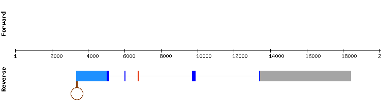 gene structure