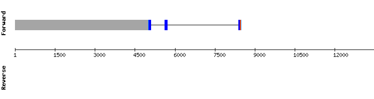gene structure