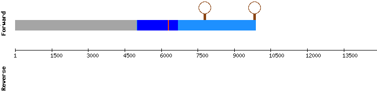 gene structure