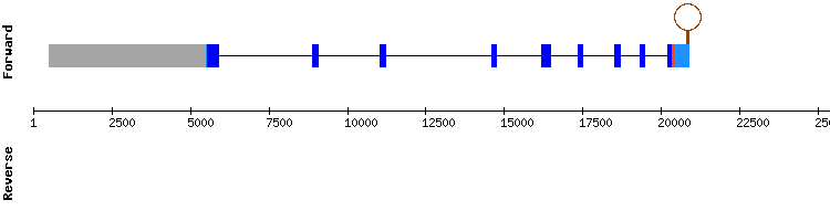 gene structure