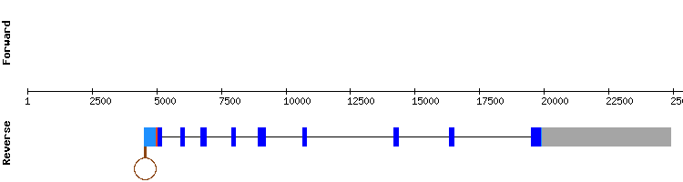 gene structure