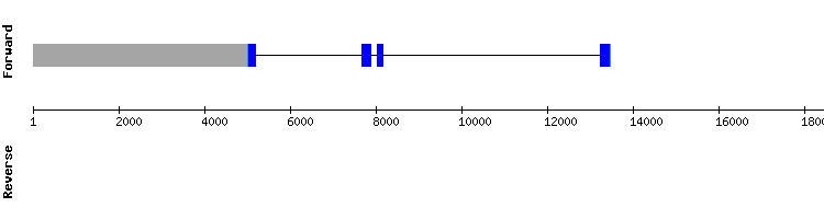 gene structure