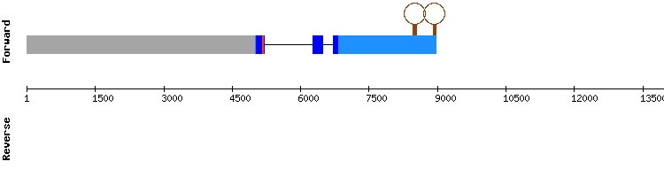 gene structure