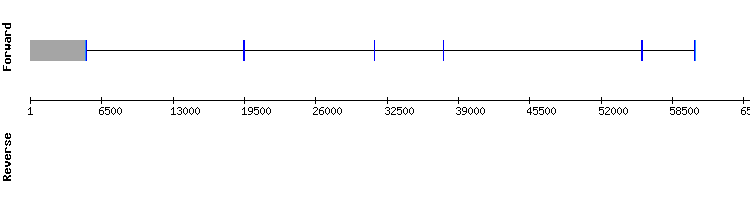 gene structure