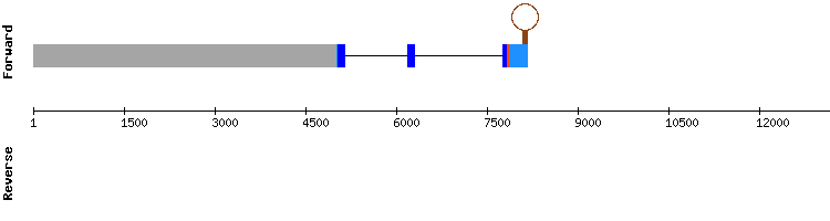 gene structure