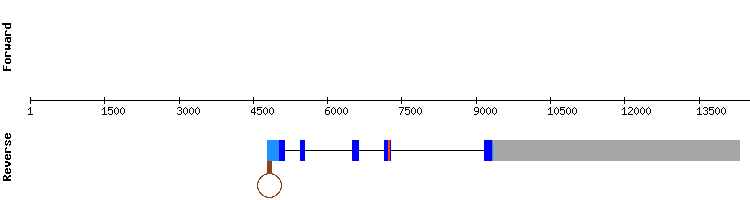 gene structure