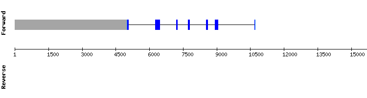gene structure