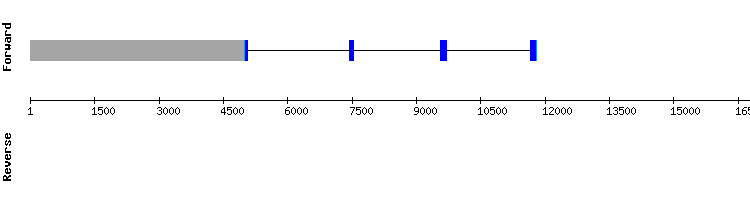 gene structure