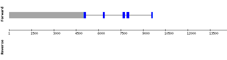 gene structure
