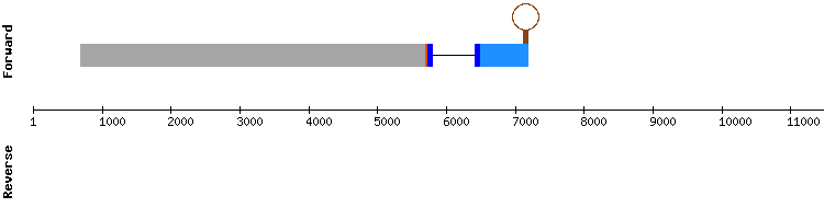 gene structure
