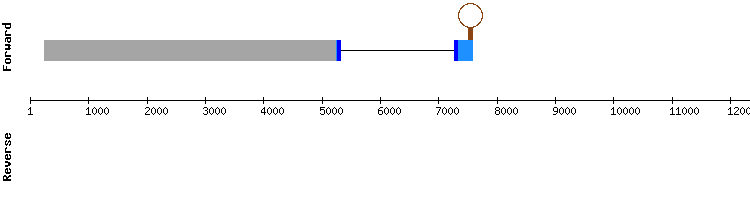 gene structure
