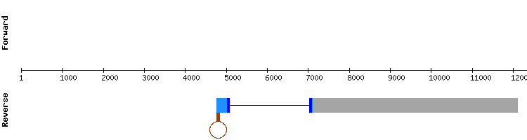 gene structure